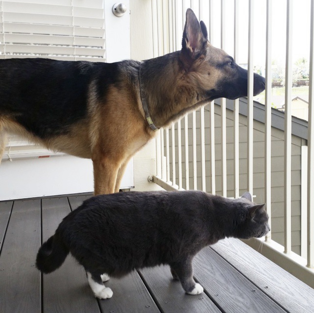 are german shepherds good with cats