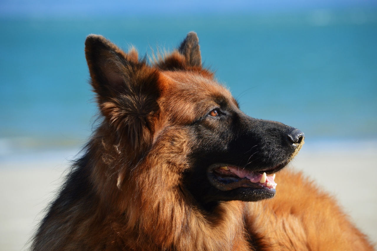 german shepherd diet requirements