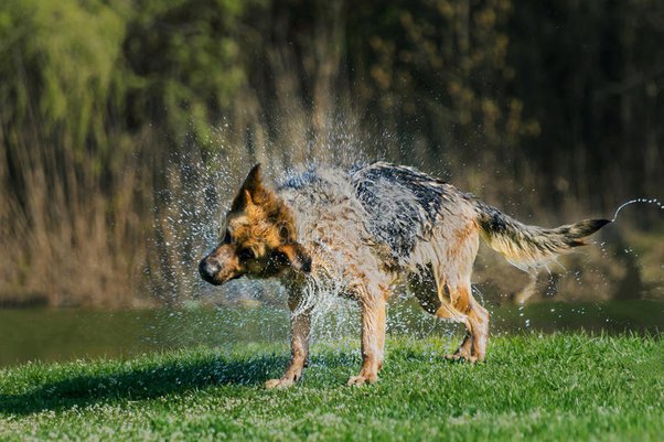 how often should you bathe a german shepherd