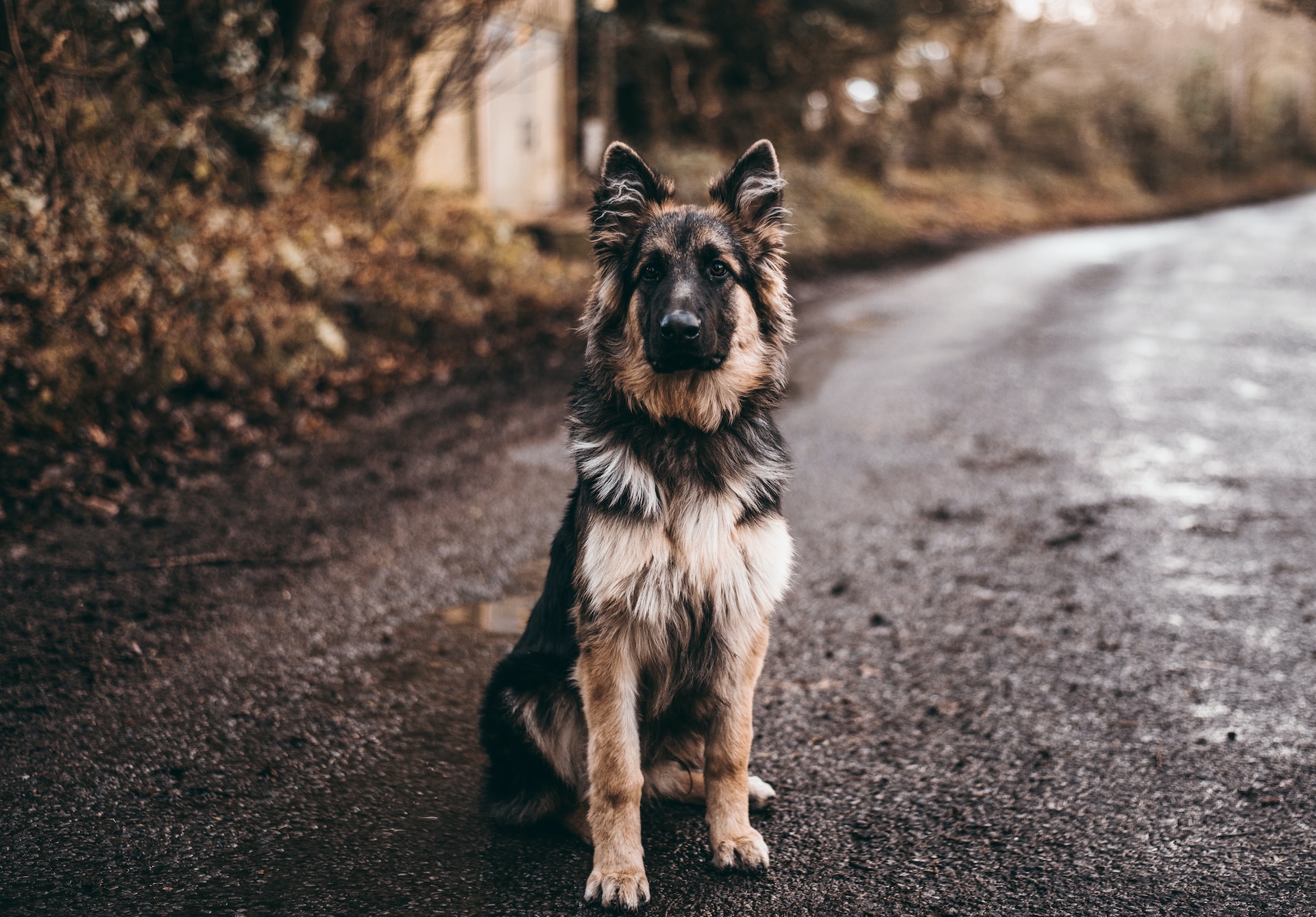 are german shepherds hypoallergenic