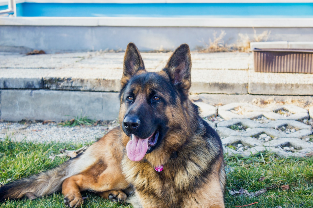 do german shepherds prone to anxiety