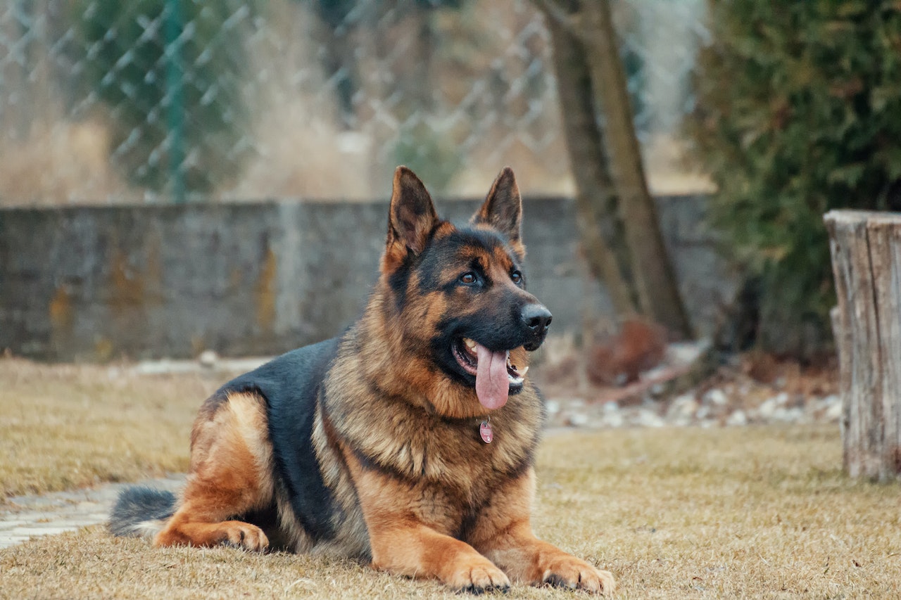 german shepherd intelligence