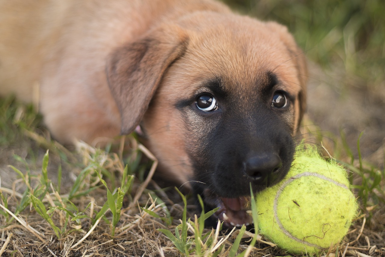 are german shepherd puppies hyper