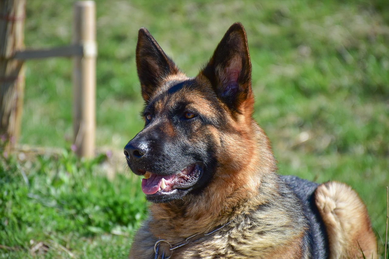 german shepherd breath smells so bad