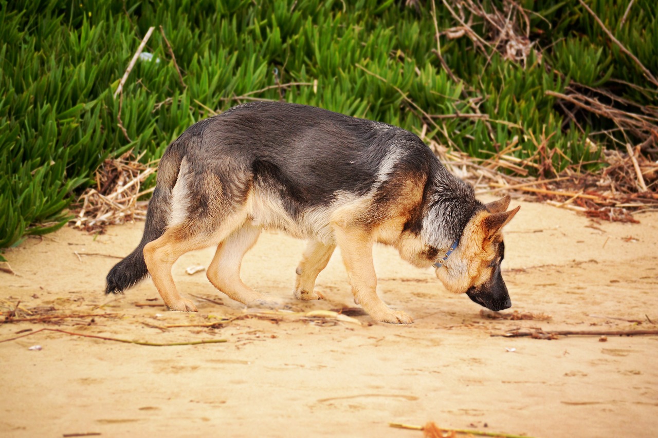 why german shepherds eat poop