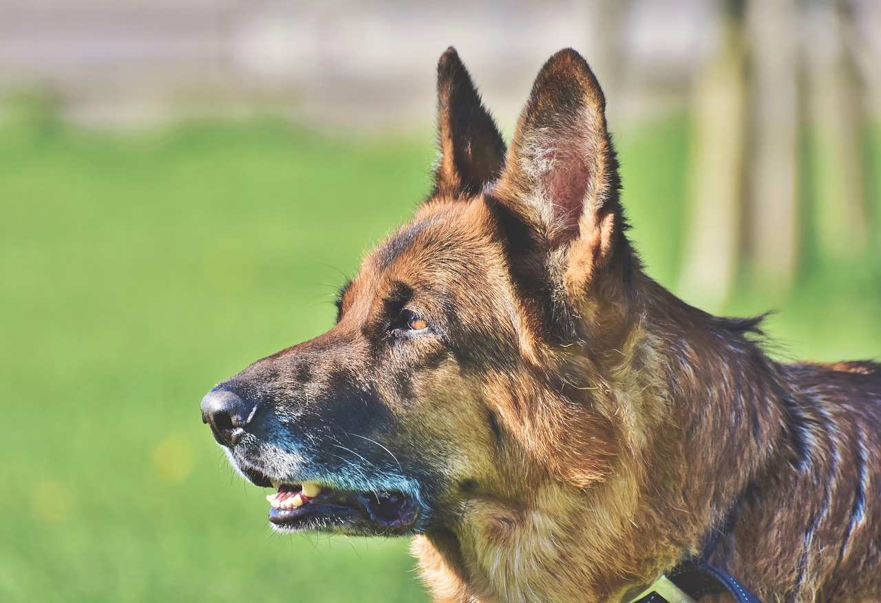 How Big Can German Shepherds Grow? Learn it Here! Everything LOVED