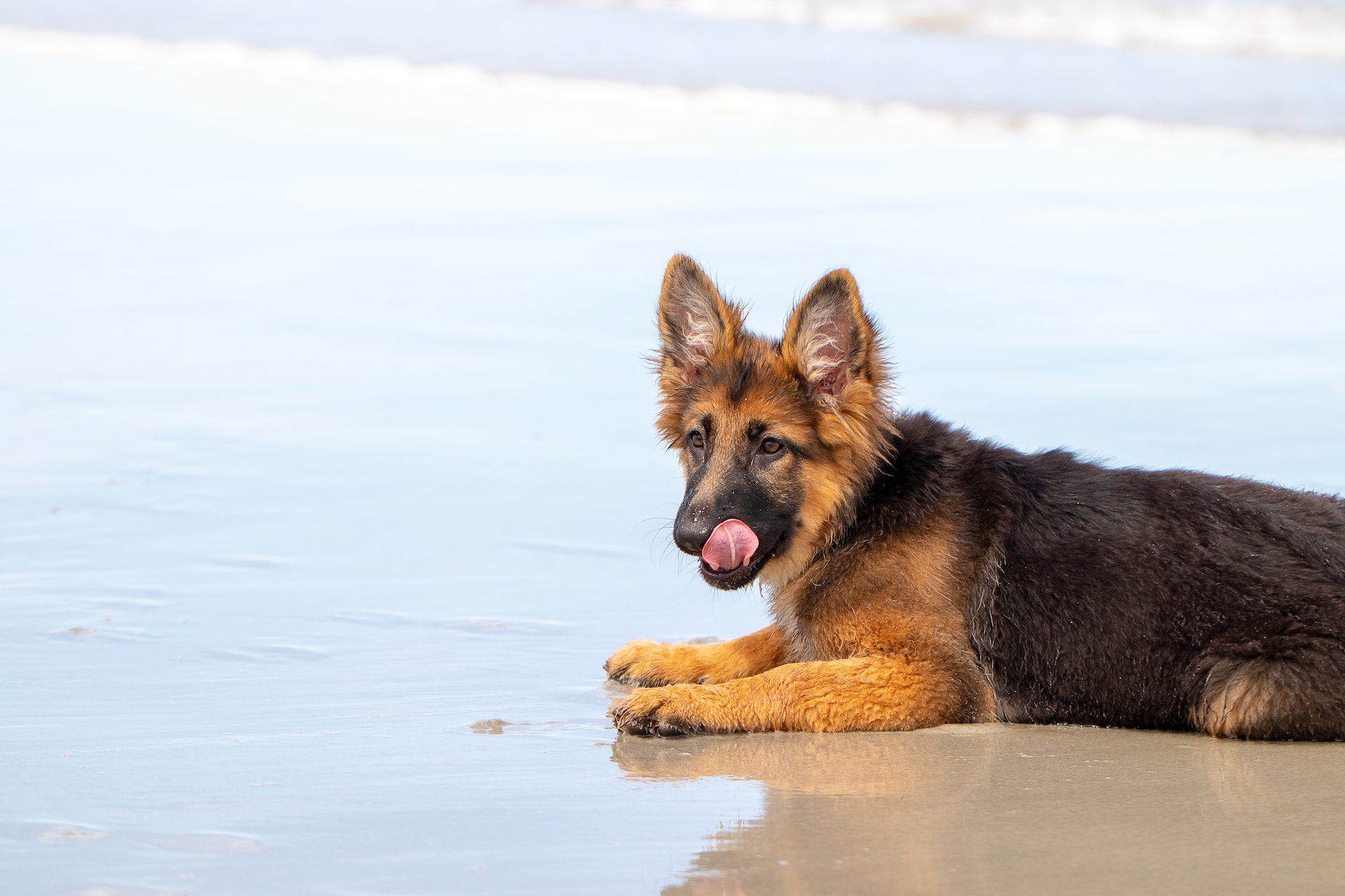 when does german shepherd stop growing