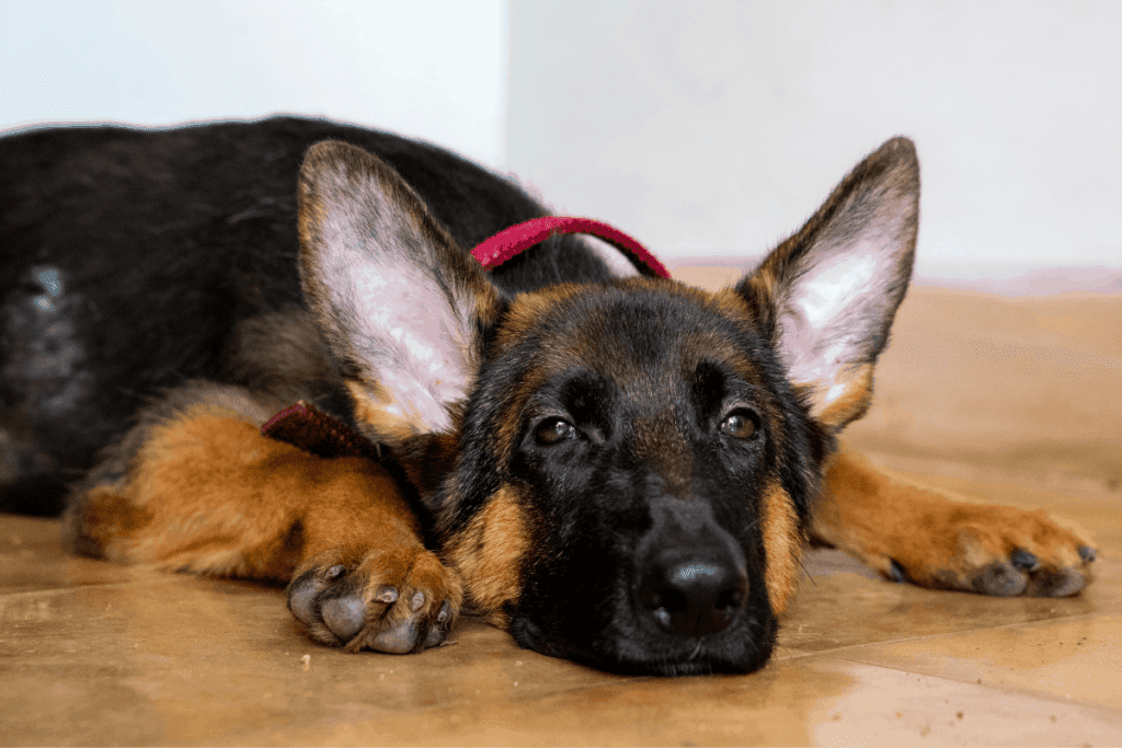 ear infections in german shepherds
