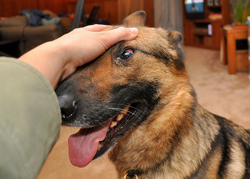 eye problems in german shepherds
