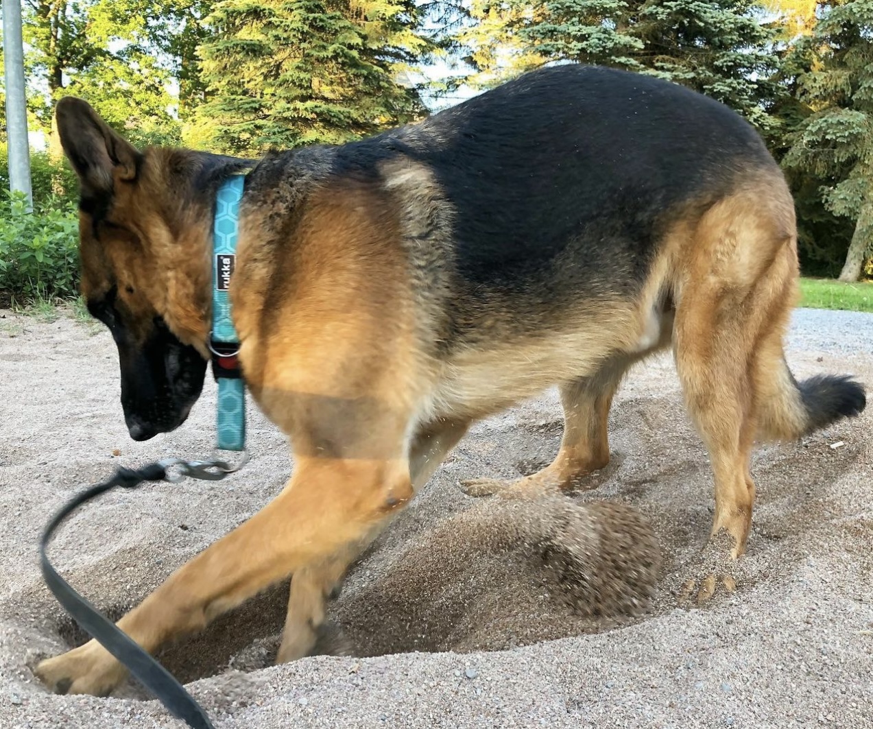 why does my german shepherd dig holes