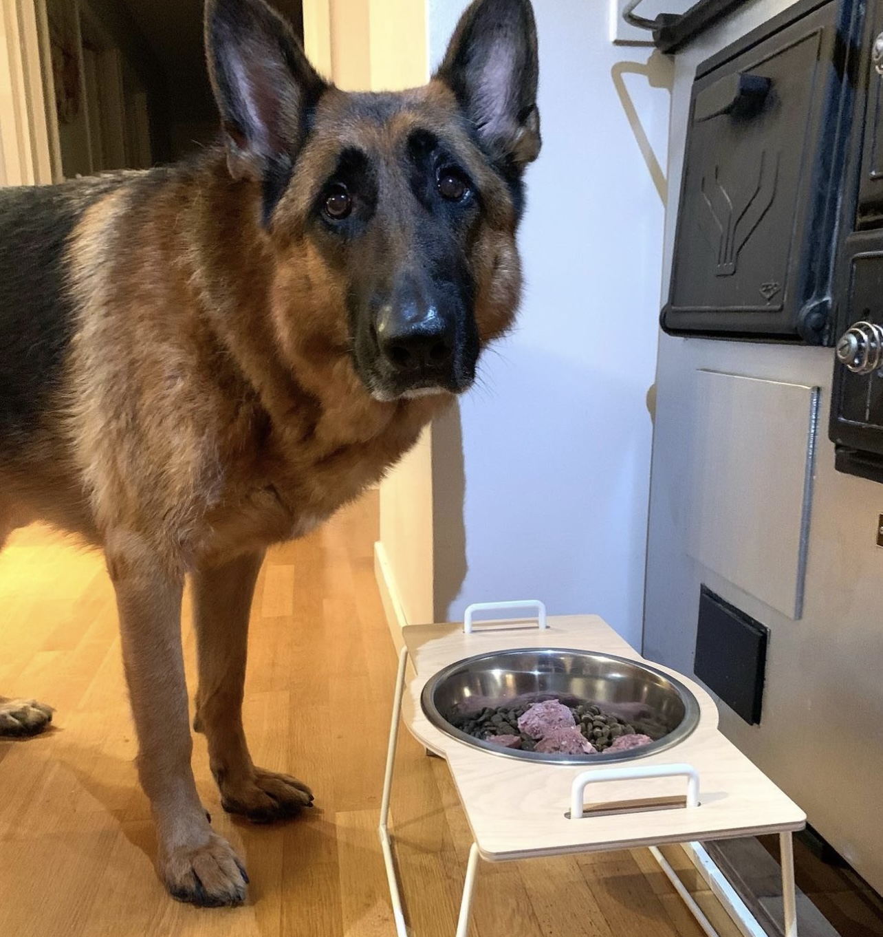 why is my german shepherd always hungry