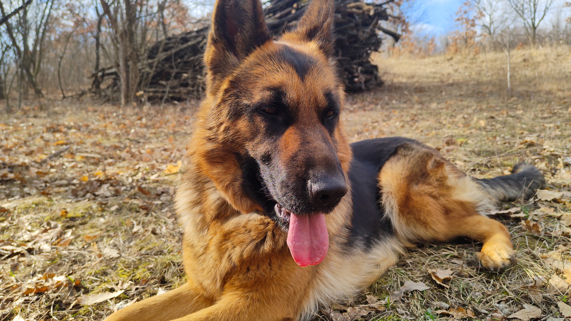 german shepherd dandruff