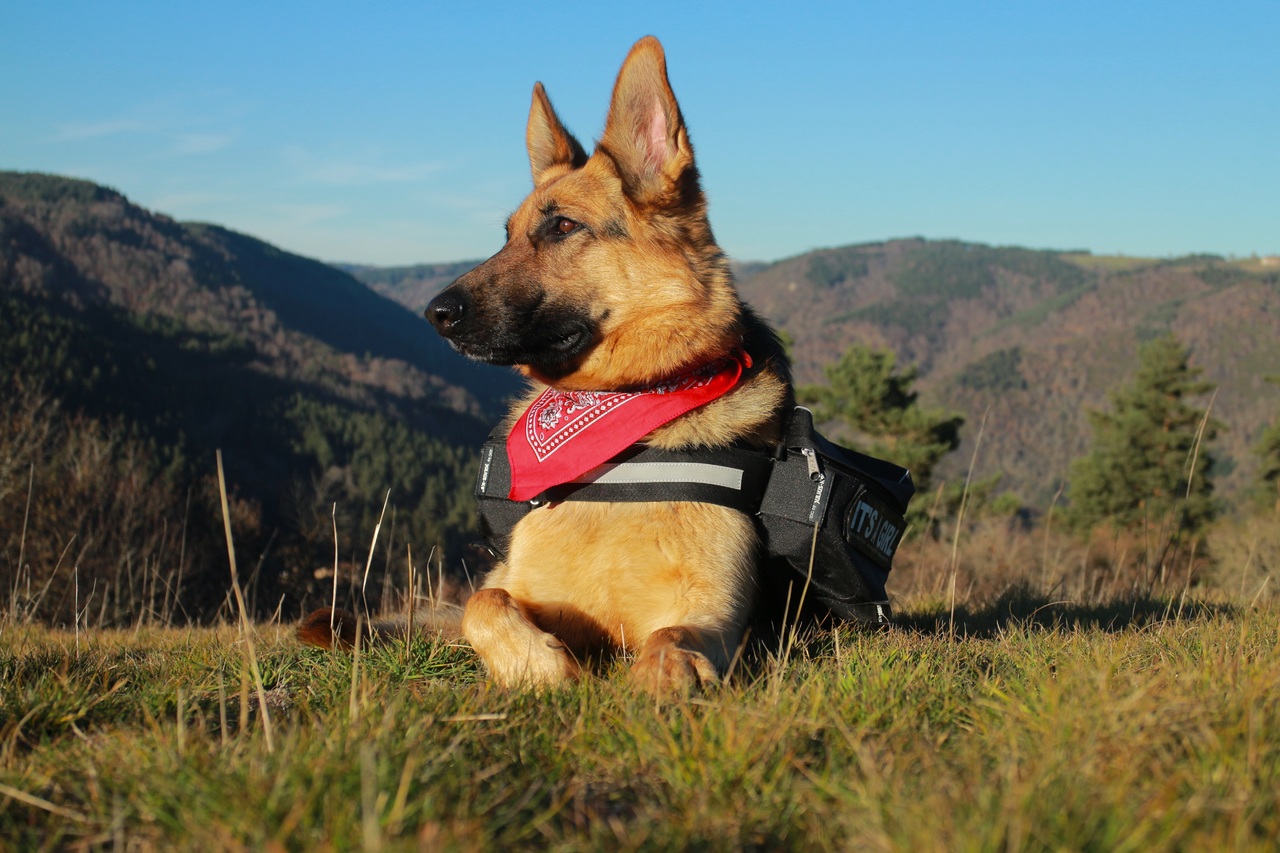pros and cons of german shepherds