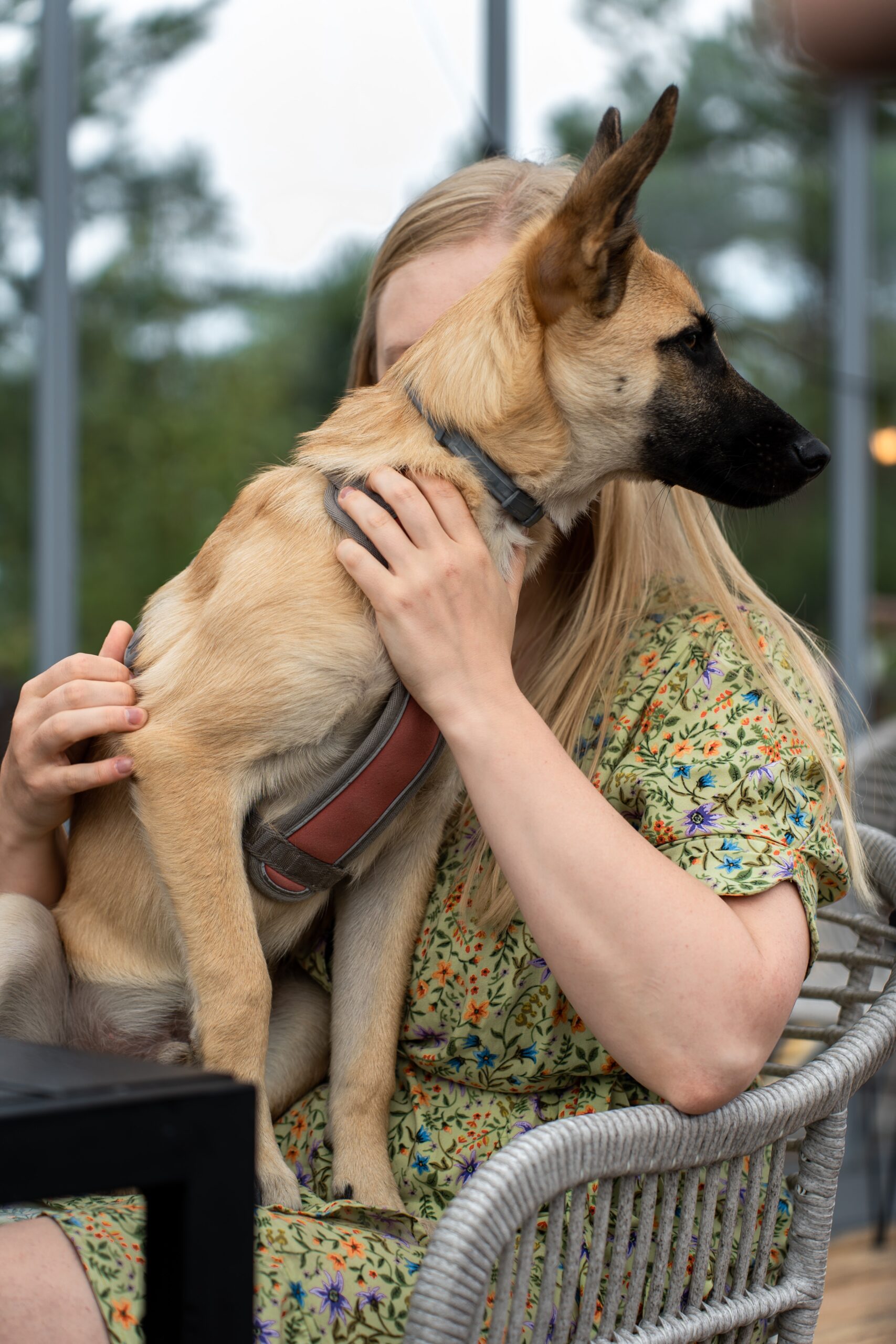 Why Does My German Shepherd Sit On Me?