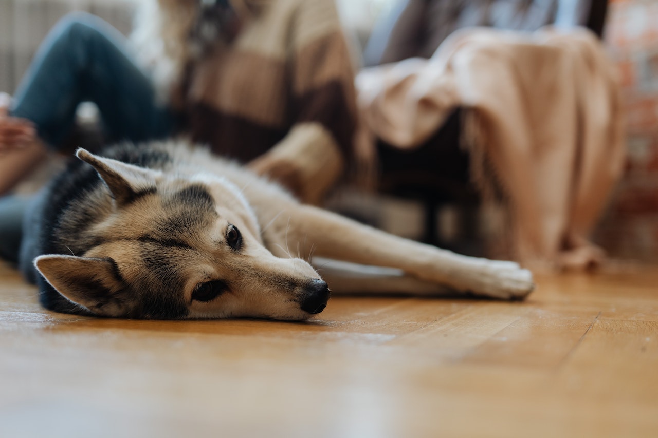 german shepherds neurological problems