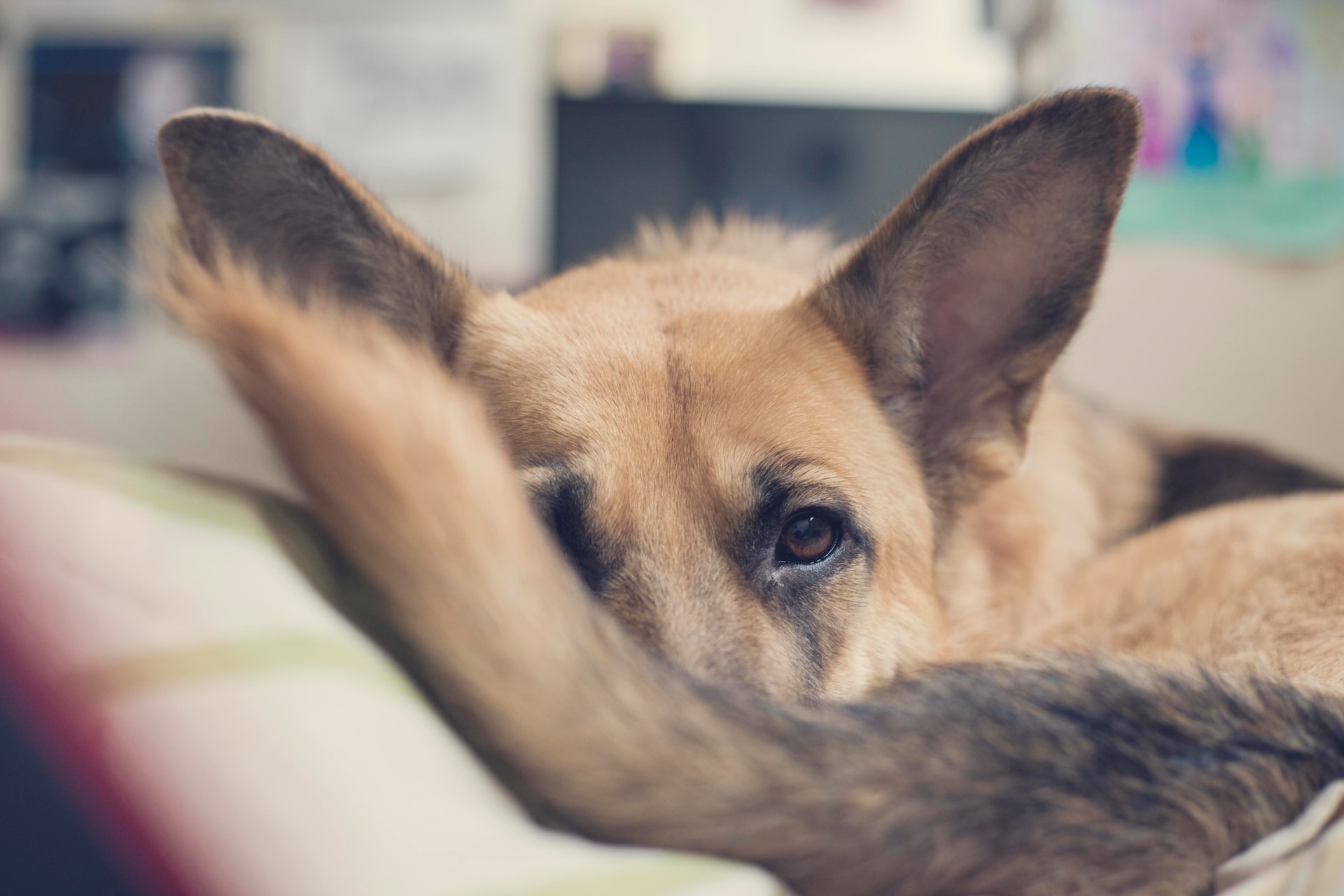 german shepherds pregnancy