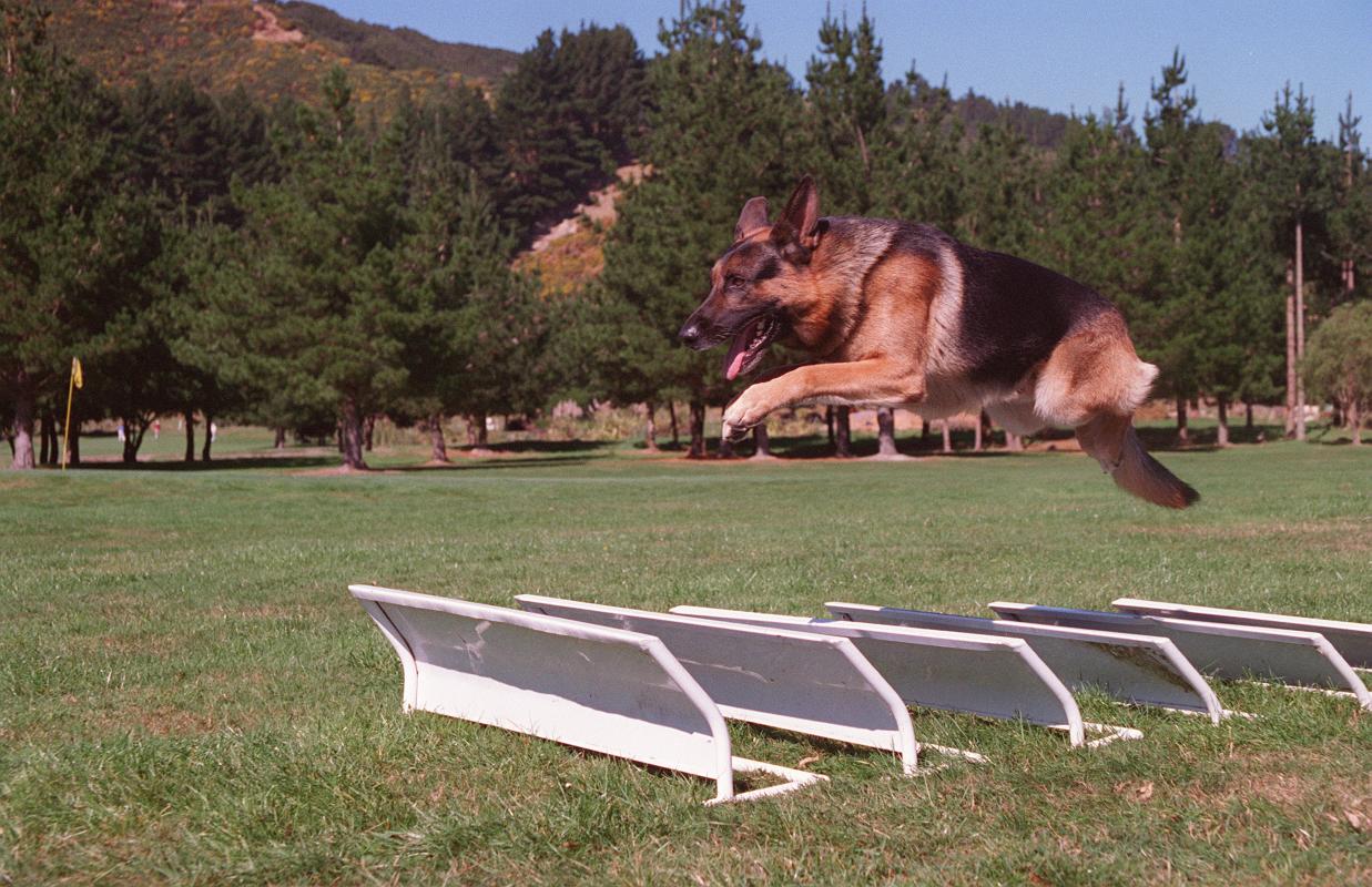 how to choose a training school for a German Shepherd