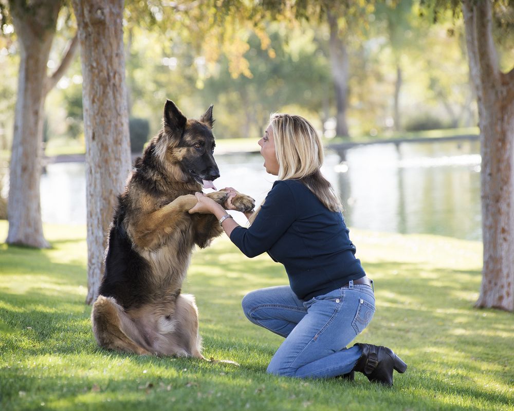 are german shepherds suitable for elderly people