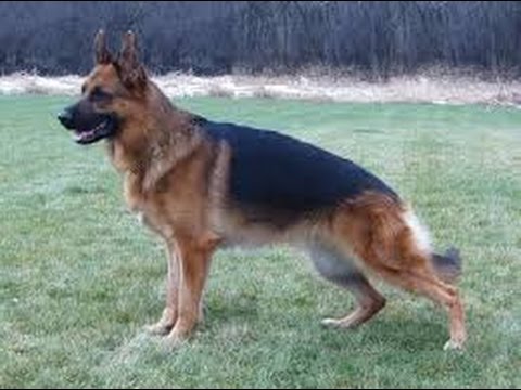 why do german shepherds pee so much