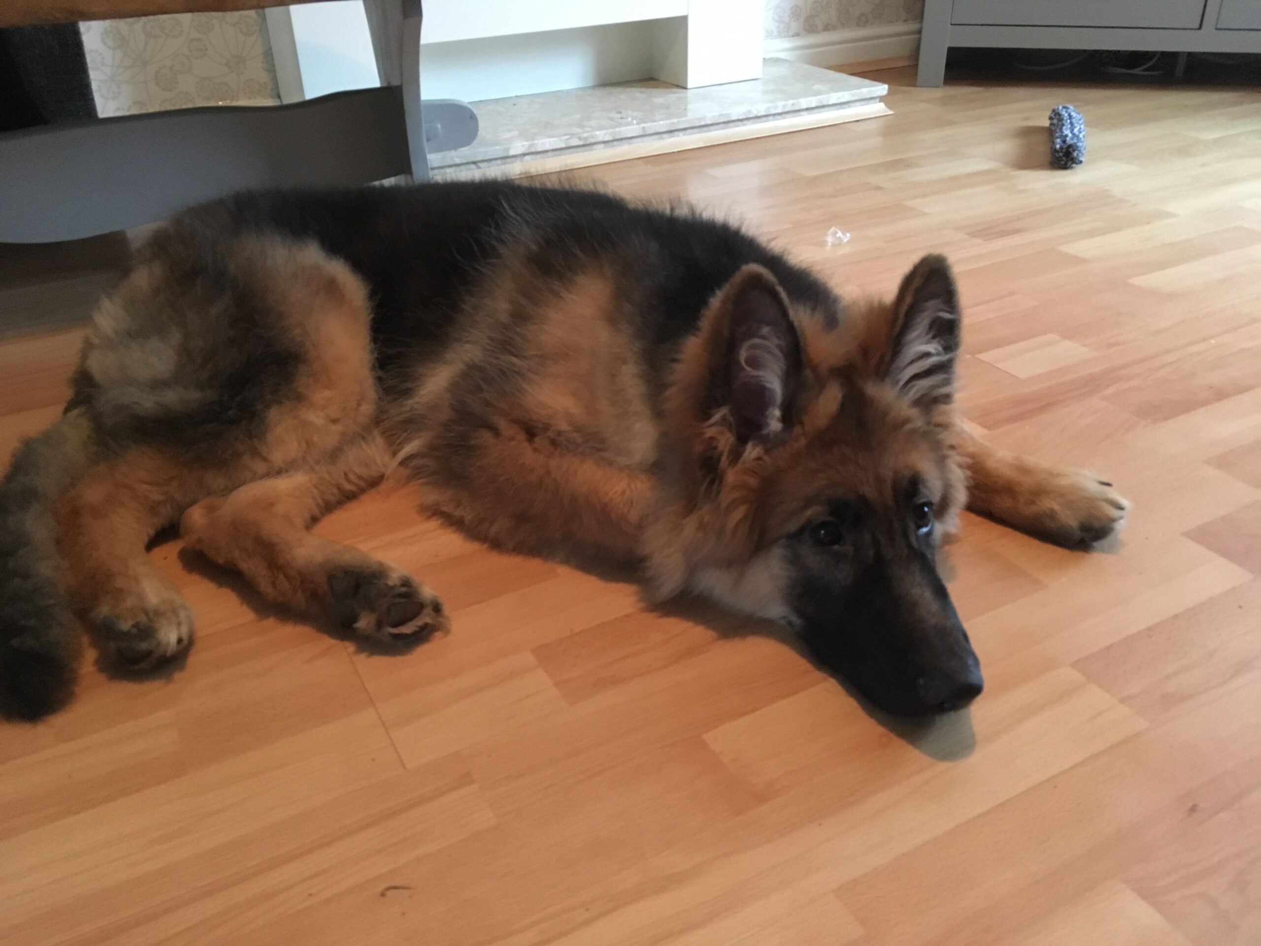 overcoming-adversity-understanding-german-shepherds-kidney-failure