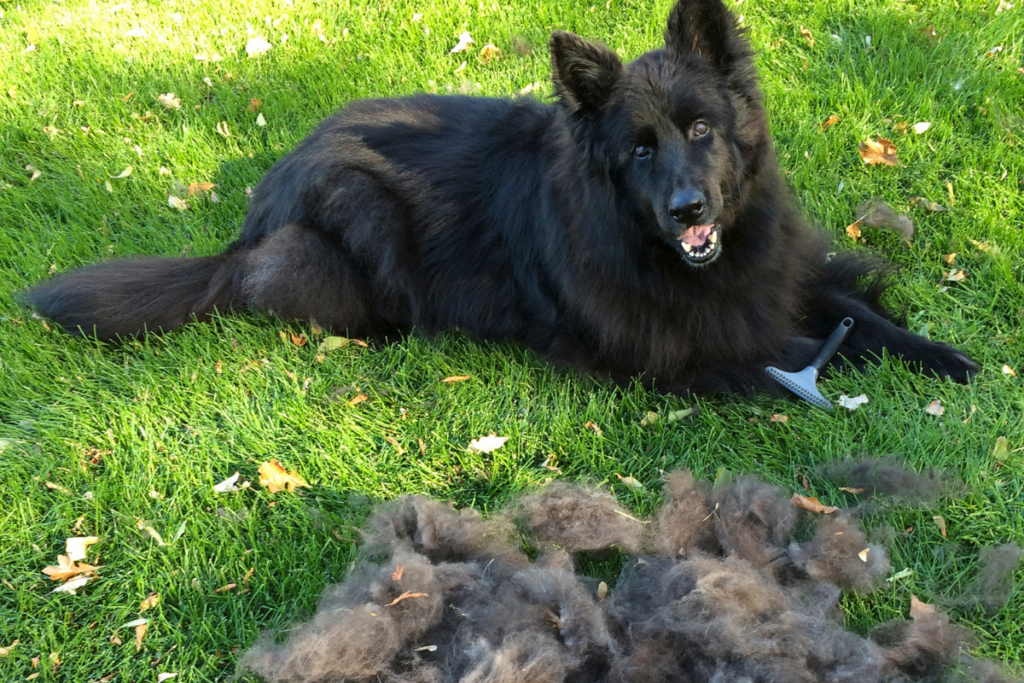 Factors Affecting German Shepherd Shedding