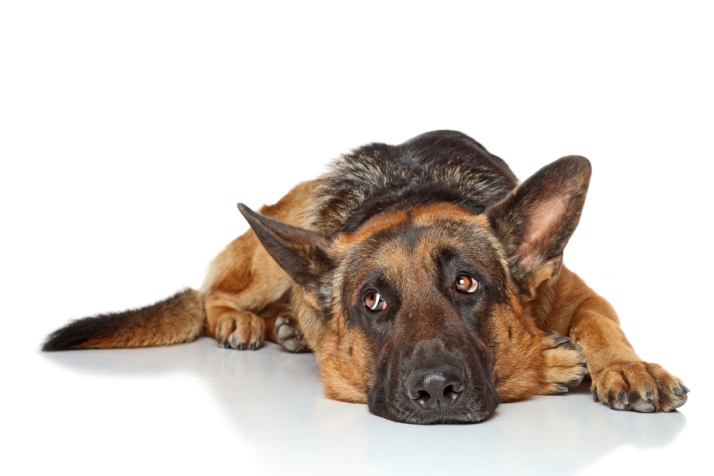 How to Prevent Twisted Stomach in German Shepherds