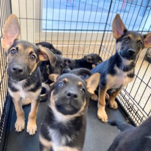 how to choose a reputable german shepherd breeder