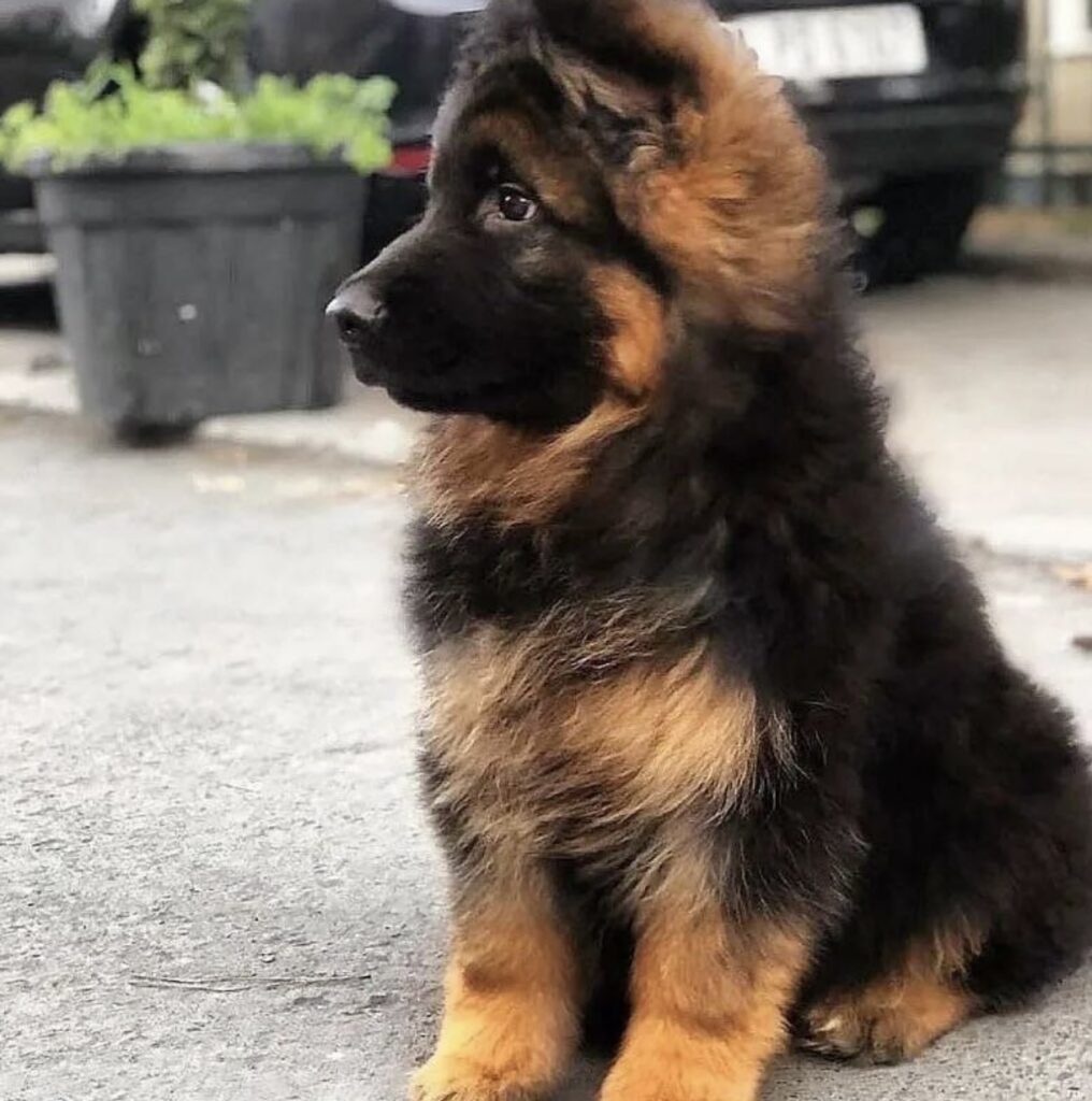 how to choose a name for your German Shepherd