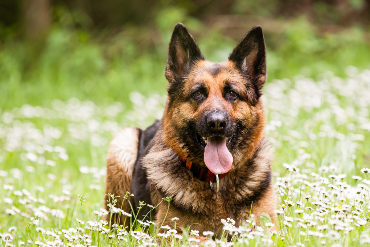 Understanding Saliva Situation: Do German Shepherds Drool a Lot ...