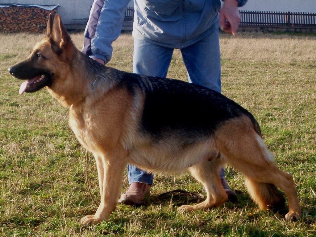 Signs of Labor and Delivery for a Pregnant German Shepherd