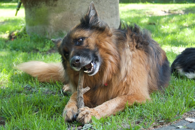 teething german shepherd puppy