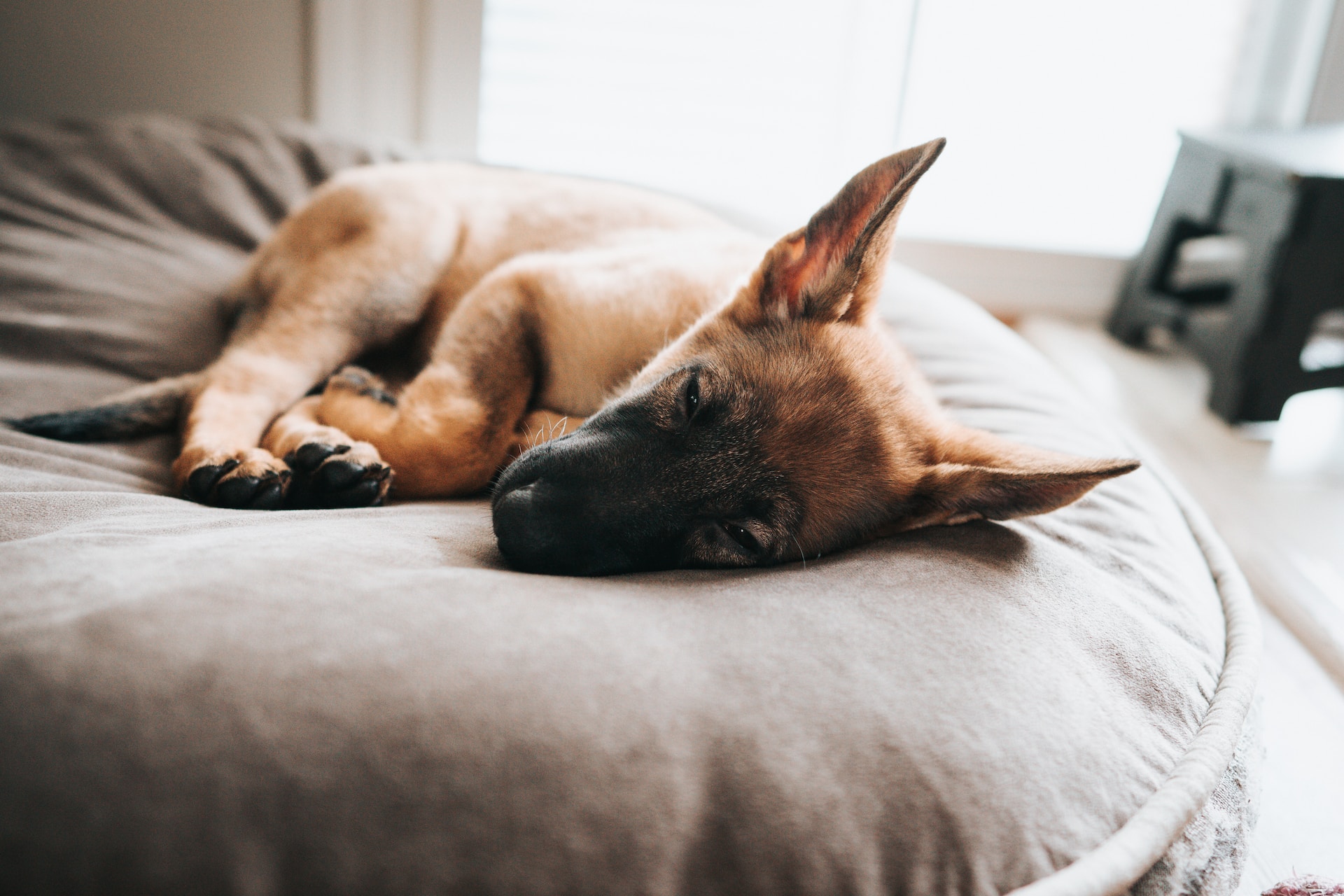 how to choose a bed for a German Shepherd