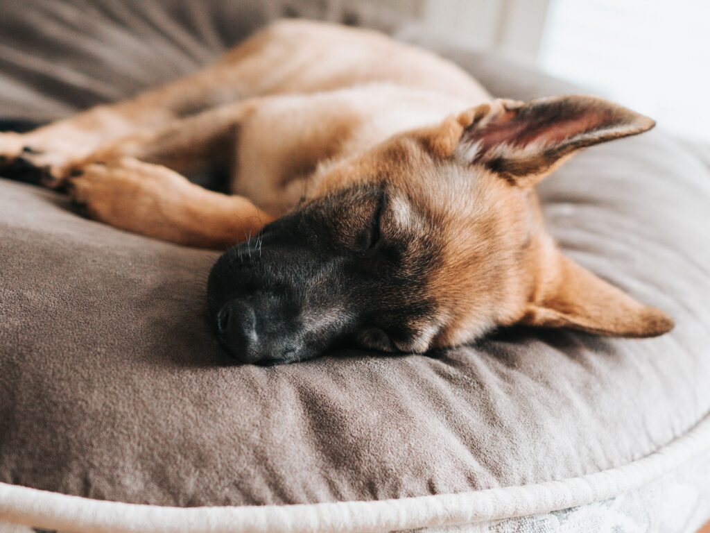 how to choose a bed for a German Shepherd
