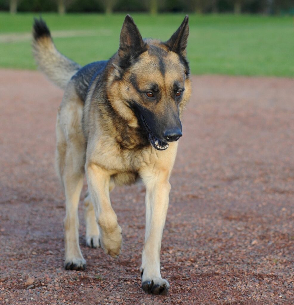 why is my german shepherd limping