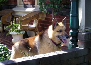 are german shepherds good guard dogs