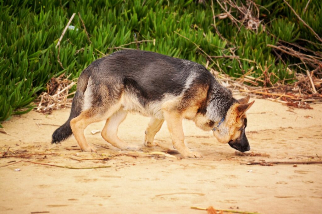 why do german shepherds pee so much