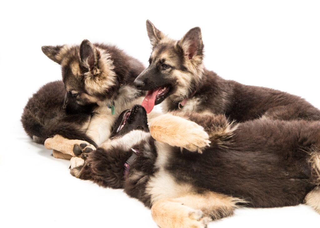 where to buy german shepherd dog