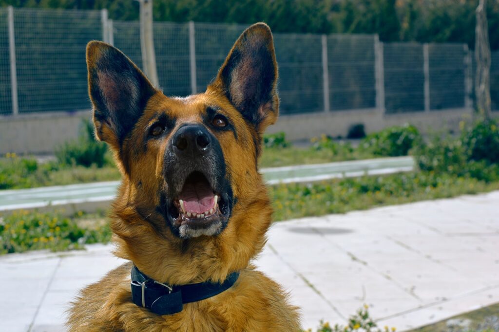 how to manage a german shepherd's prey drive
