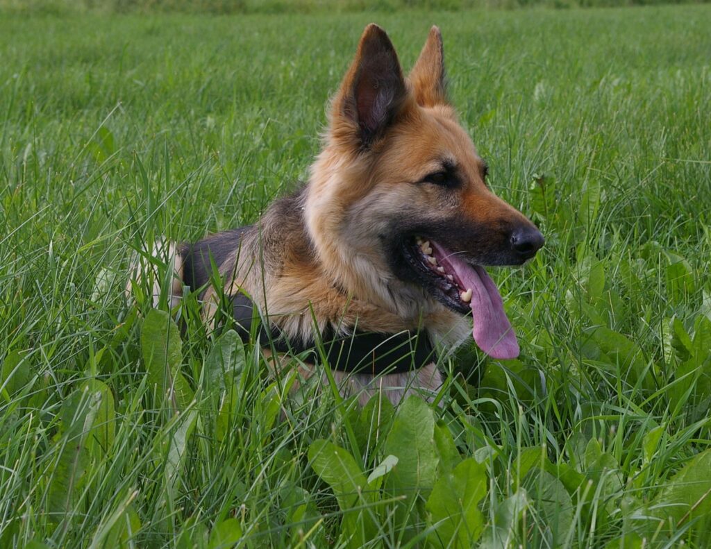 how to manage a german shepherd's prey drive