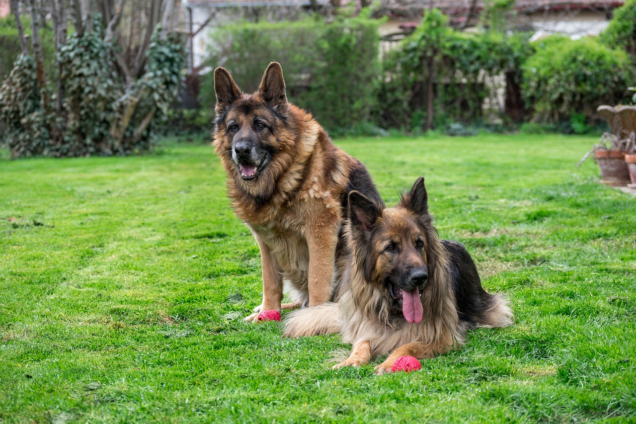 what are some fun activities for German Shepherds