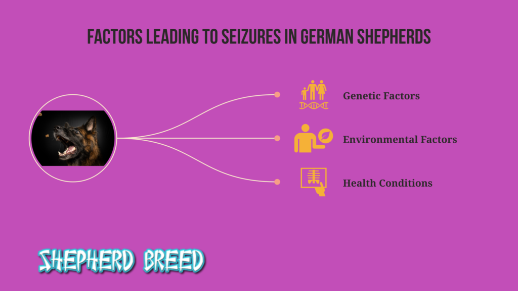 why german shepherds have seizures