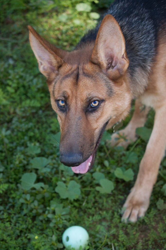 how to understand German Shepherd body language