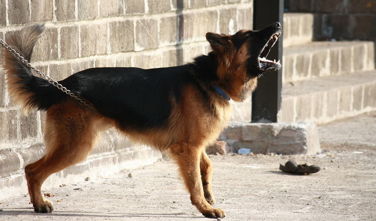 german shepherds biting aggression