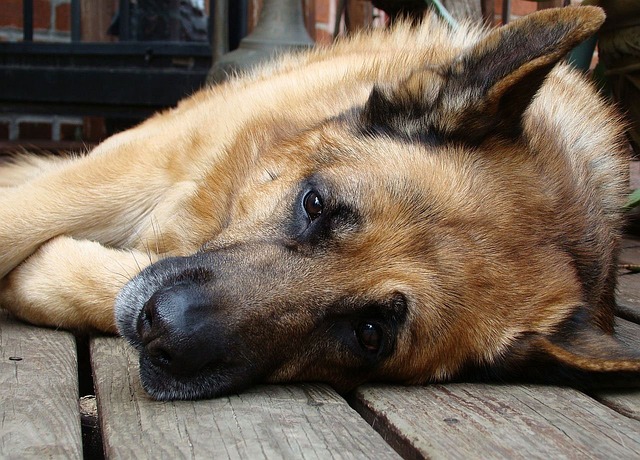 can german shepherds be left alone for long periods