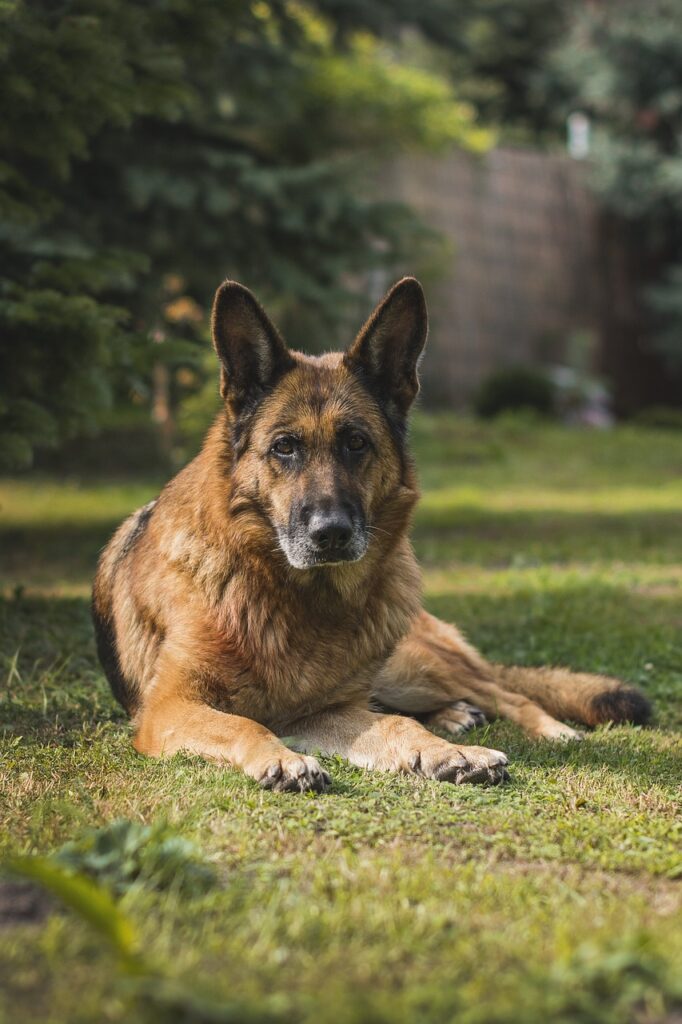 what is the right age to spay/neuter a German Shepherd