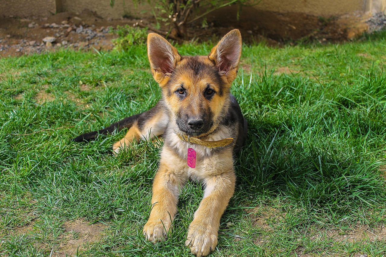 what is the right age to spay/neuter a German Shepherd
