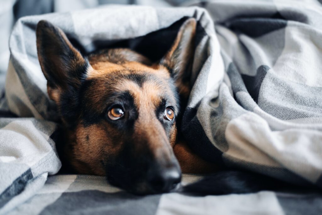 how to choose a bed for a German Shepherd