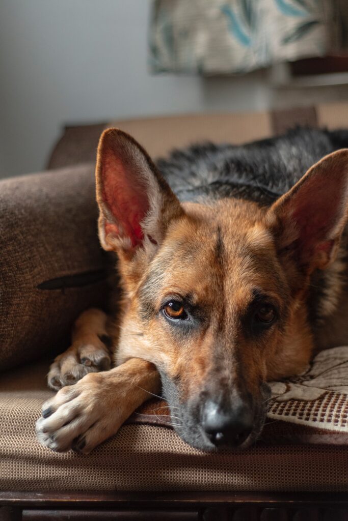 why german shepherds have seizures