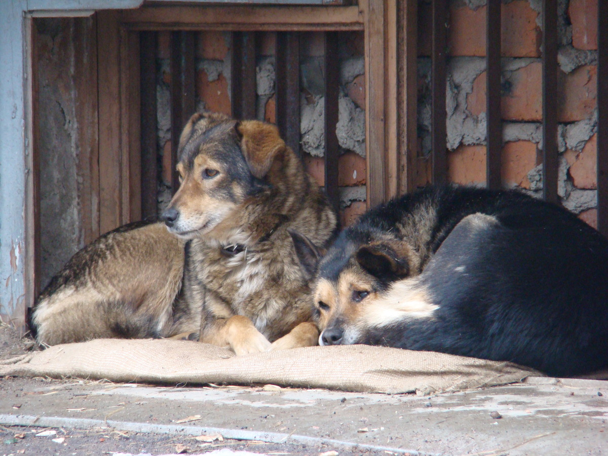 where to buy german shepherd dog