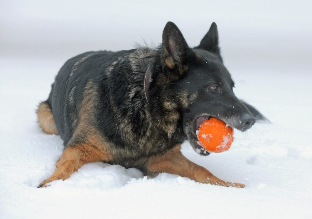 how to introduce a German Shepherd to a new home
